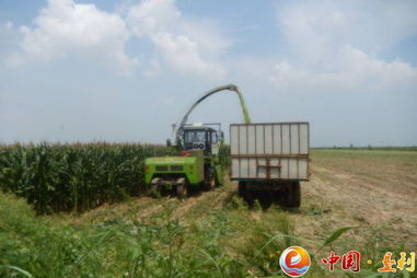 多措并舉備足“冬糧” 縣畜牧局積極推進(jìn)青貯飼料儲備與銷售工作