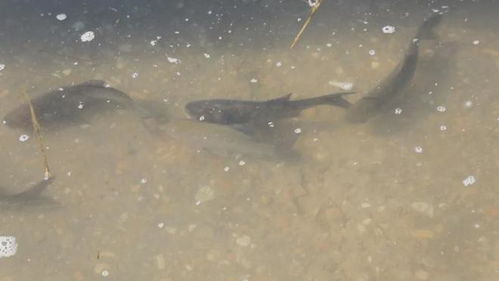 鞏留縣舉行2025年漁業(yè)資源增殖放流活動 助力生態(tài)保護(hù)與產(chǎn)業(yè)發(fā)展