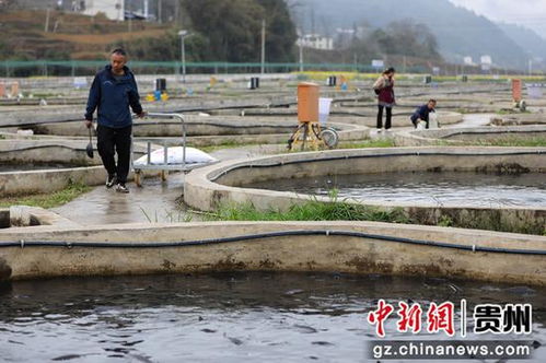 鱘魚躍動務(wù)川溪 產(chǎn)業(yè)興旺促振興——看務(wù)川如何以特色養(yǎng)殖與配套服務(wù)激活鄉(xiāng)村經(jīng)濟(jì)